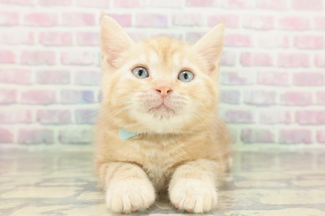 東京都のアメリカンショートヘアー (Coo&RIKU武蔵小山店/2026年2月17日生まれ/男の子/クリームタビー)の子猫の1枚目の画像