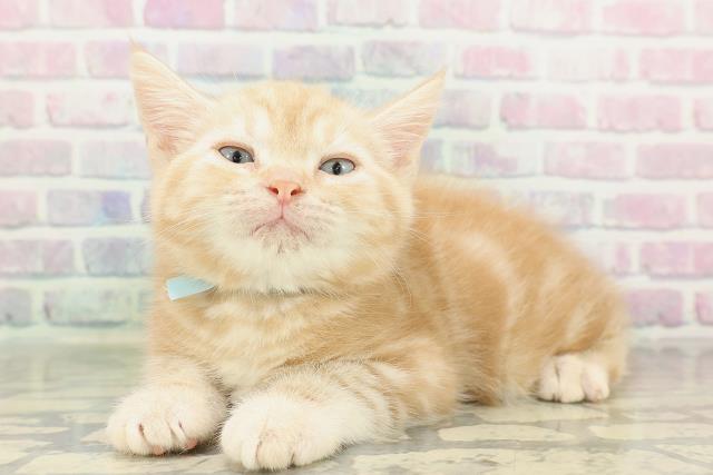 東京都のアメリカンショートヘアー (Coo&RIKU武蔵小山店/2026年2月17日生まれ/男の子/クリームタビー)の子猫の2枚目の画像