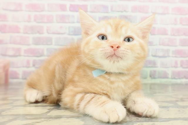 東京都のアメリカンショートヘアー (Coo&RIKU武蔵小山店/2026年2月17日生まれ/男の子/クリームタビー)の子猫の3枚目の画像