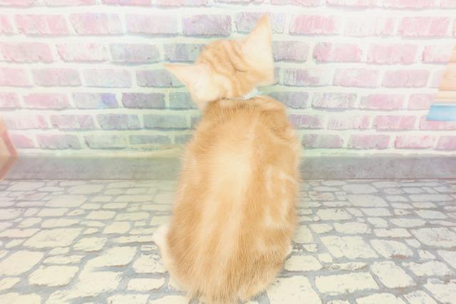 東京都のアメリカンショートヘアー (Coo&RIKU武蔵小山店/2026年2月17日生まれ/男の子/クリームタビー)の子猫の4枚目の画像