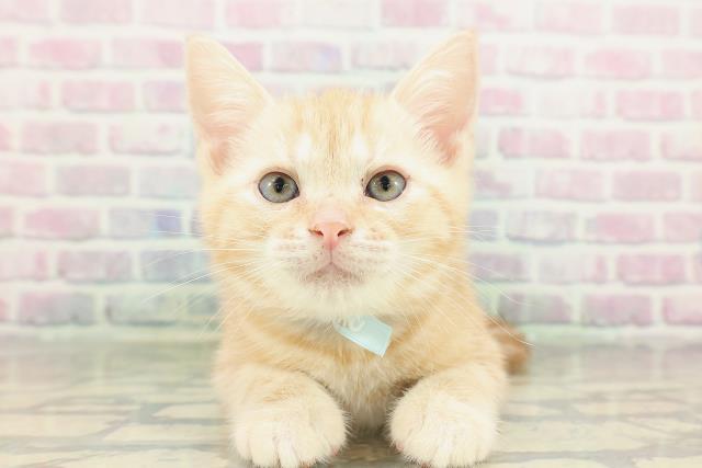 福島県のアメリカンショートヘアー (Coo&RIKUいわき店/2026年2月17日生まれ/男の子/クリームタビー)の子猫