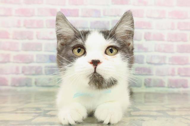 スコティッシュフォールド（立ち耳）