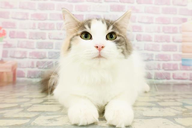 福島県のノルウェージャンフォレストキャット (Coo&RIKUいわき店/2025年10月29日生まれ/女の子/ダイリュートキャリコ)の子猫