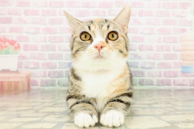 茨城県のマンチカン (Coo&RIKUMEGAドン・キホーテ勝田店/2025年10月27日生まれ/女の子/ブラウンパッチドタビーホワイト)の子猫の1枚目の画像