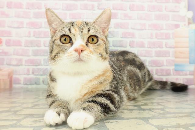 茨城県のマンチカン (Coo&RIKUMEGAドン・キホーテ勝田店/2025年10月27日生まれ/女の子/ブラウンパッチドタビーホワイト)の子猫の2枚目の画像