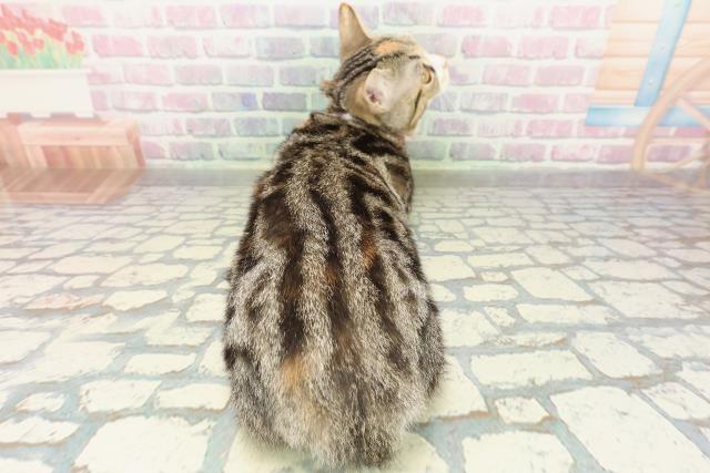 茨城県のマンチカン (Coo&RIKUMEGAドン・キホーテ勝田店/2025年10月27日生まれ/女の子/ブラウンパッチドタビーホワイト)の子猫の4枚目の画像