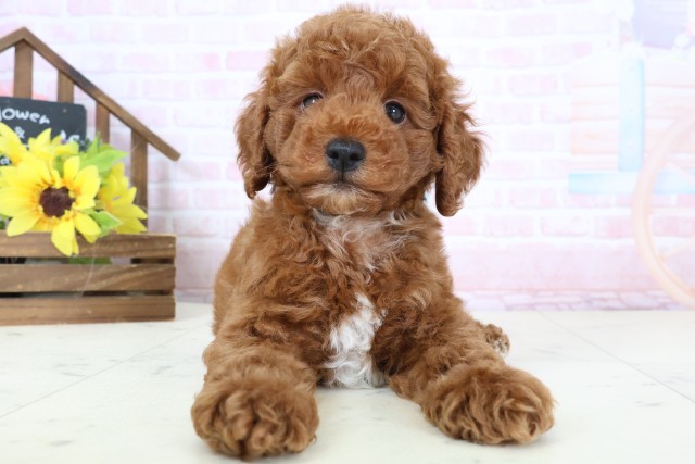 熊本県のトイプードル(トイ) (Coo&RIKU宇土シティモール店/2026年2月16日生まれ/男の子/レッドフォーンホワイト)の子犬の1枚目の画像