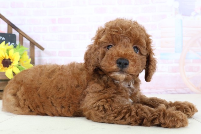 熊本県のトイプードル(トイ) (Coo&RIKU宇土シティモール店/2026年2月16日生まれ/男の子/レッドフォーンホワイト)の子犬の2枚目の画像