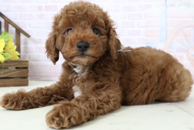 熊本県のトイプードル(トイ) (Coo&RIKU宇土シティモール店/2026年2月16日生まれ/男の子/レッドフォーンホワイト)の子犬の3枚目の画像