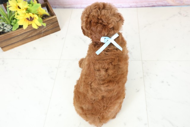 熊本県のトイプードル(トイ) (Coo&RIKU宇土シティモール店/2026年2月16日生まれ/男の子/レッドフォーンホワイト)の子犬の4枚目の画像