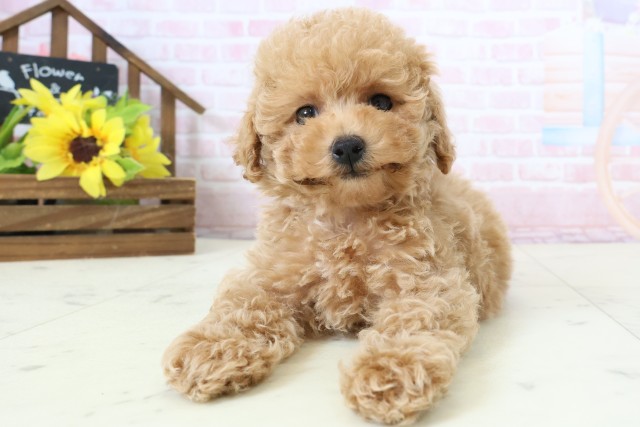 トイ・プードル