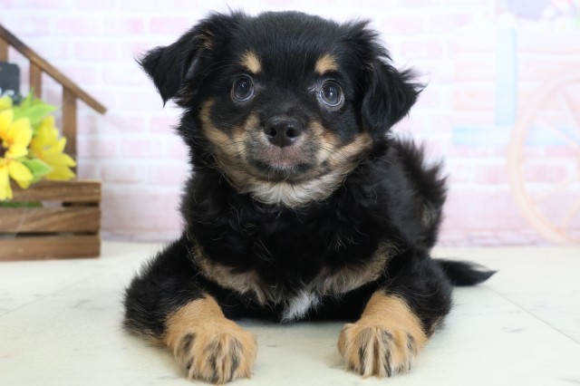 チワワ（ロングコート）