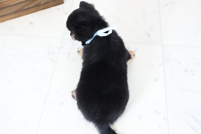 福岡県のチワワ(ロング) (Coo&RIKU行橋店/2026年2月16日生まれ/男の子/ブラックタン)の子犬の4枚目の画像