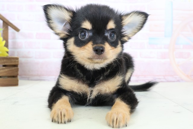 宮崎県のチワワ(ロング) (Coo&RIKU宮崎店/2026年2月16日生まれ/女の子/ブラックタン)の子犬の1枚目の画像