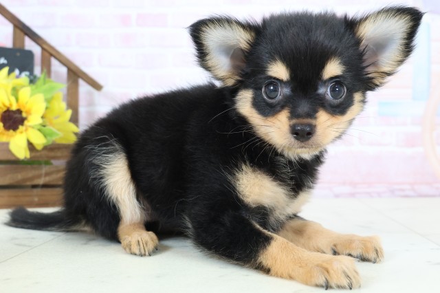 宮崎県のチワワ(ロング) (Coo&RIKU宮崎店/2026年2月16日生まれ/女の子/ブラックタン)の子犬の2枚目の画像