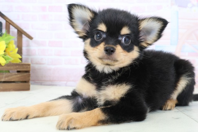 宮崎県のチワワ(ロング) (Coo&RIKU宮崎店/2026年2月16日生まれ/女の子/ブラックタン)の子犬の3枚目の画像