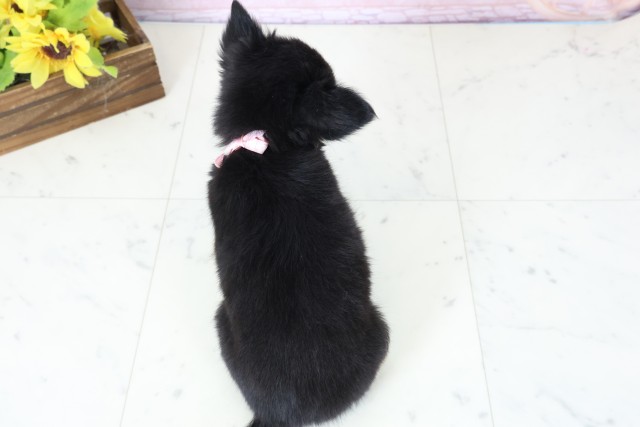 宮崎県のチワワ(ロング) (Coo&RIKU宮崎店/2026年2月16日生まれ/女の子/ブラックタン)の子犬の4枚目の画像