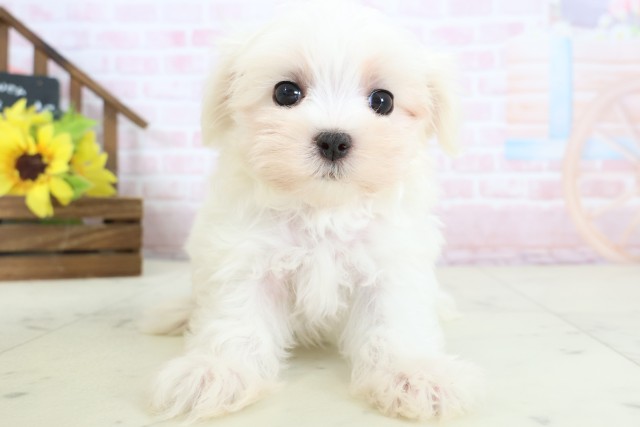 福岡県のマルチーズ (Coo&RIKU福岡東店/2026年2月16日生まれ/女の子/ホワイト)の子犬の1枚目の画像