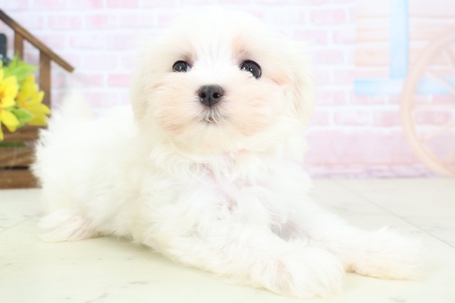 福岡県のマルチーズ (Coo&RIKU福岡東店/2026年2月16日生まれ/女の子/ホワイト)の子犬の2枚目の画像