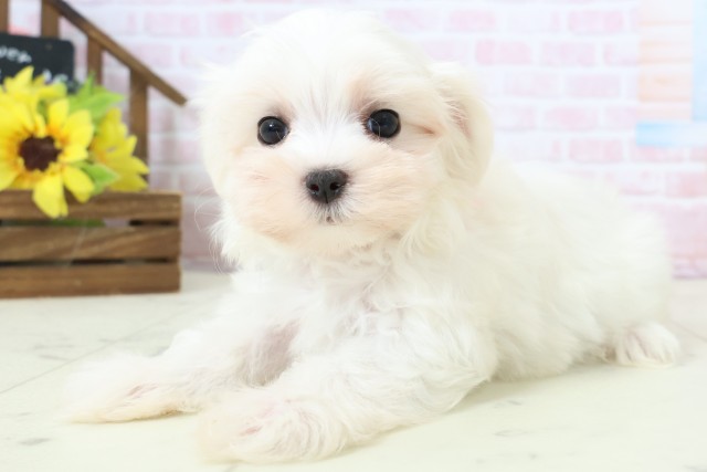福岡県のマルチーズ (Coo&RIKU福岡東店/2026年2月16日生まれ/女の子/ホワイト)の子犬の3枚目の画像