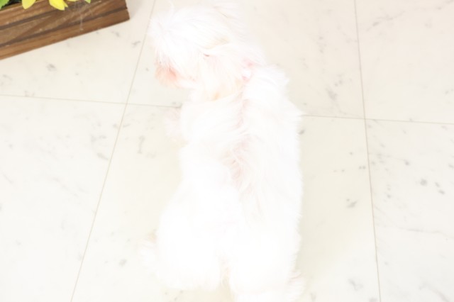 福岡県のマルチーズ (Coo&RIKU福岡東店/2026年2月16日生まれ/女の子/ホワイト)の子犬の4枚目の画像