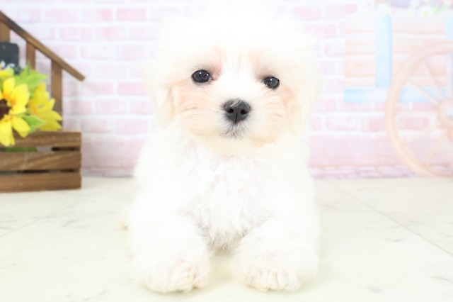 熊本県のマルチーズ (Coo&RIKUカリーノ玉名店/2026年2月16日生まれ/女の子/ホワイト)の子犬