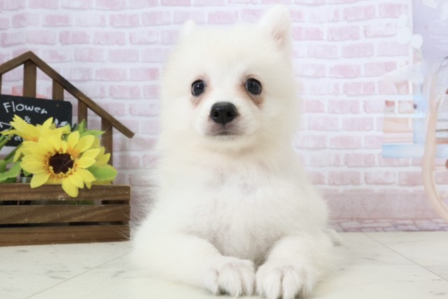 宮崎県の日本スピッツ (Coo&RIKU宮崎店/2026年2月16日生まれ/女の子/ホワイト)の子犬の1枚目の画像