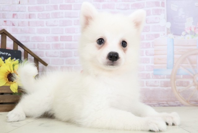 宮崎県の日本スピッツ (Coo&RIKU宮崎店/2026年2月16日生まれ/女の子/ホワイト)の子犬の2枚目の画像