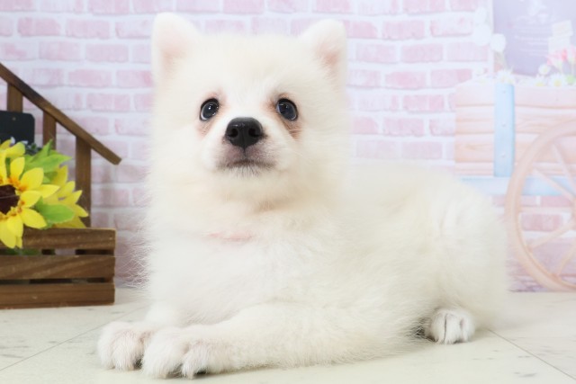 宮崎県の日本スピッツ (Coo&RIKU宮崎店/2026年2月16日生まれ/女の子/ホワイト)の子犬の3枚目の画像