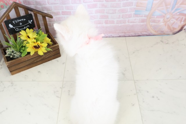 宮崎県の日本スピッツ (Coo&RIKU宮崎店/2026年2月16日生まれ/女の子/ホワイト)の子犬の4枚目の画像