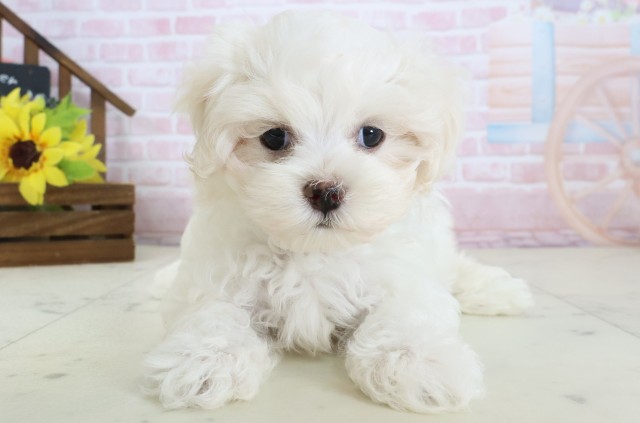 熊本県のマルチーズ (Coo&RIKU宇土シティモール店/2026年2月18日生まれ/男の子/ホワイト)の子犬