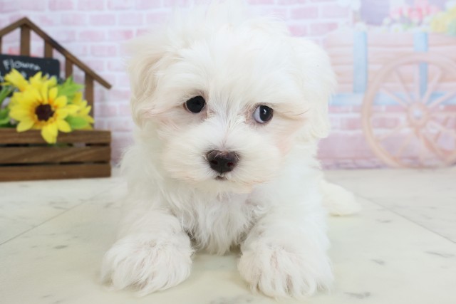 鹿児島県のマルチーズ (Coo&RIKU霧島店/2026年2月18日生まれ/男の子/ホワイト)の子犬の1枚目の画像