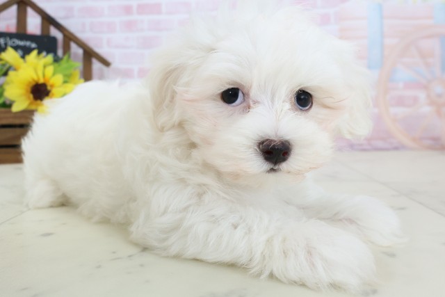 鹿児島県のマルチーズ (Coo&RIKU霧島店/2026年2月18日生まれ/男の子/ホワイト)の子犬の2枚目の画像