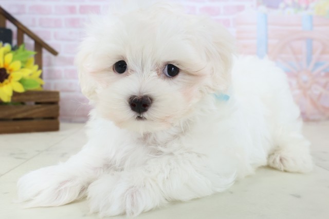 鹿児島県のマルチーズ (Coo&RIKU霧島店/2026年2月18日生まれ/男の子/ホワイト)の子犬の3枚目の画像