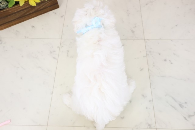 鹿児島県のマルチーズ (Coo&RIKU霧島店/2026年2月18日生まれ/男の子/ホワイト)の子犬の4枚目の画像