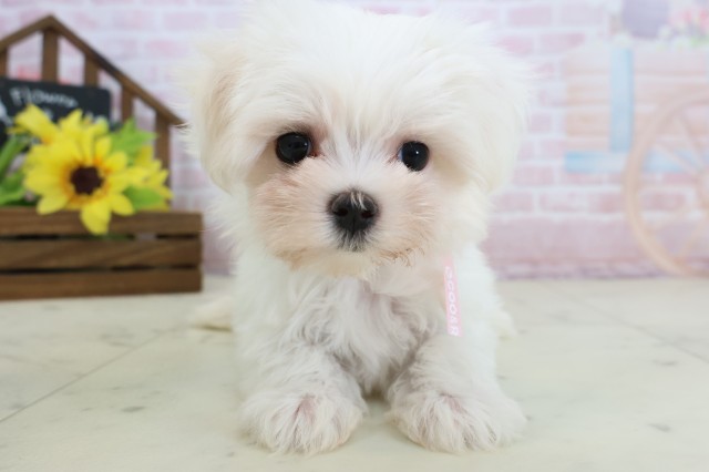 長崎県のマルチーズ (Coo&RIKU長崎浜町店/2026年2月18日生まれ/女の子/ホワイト)の子犬の1枚目の画像