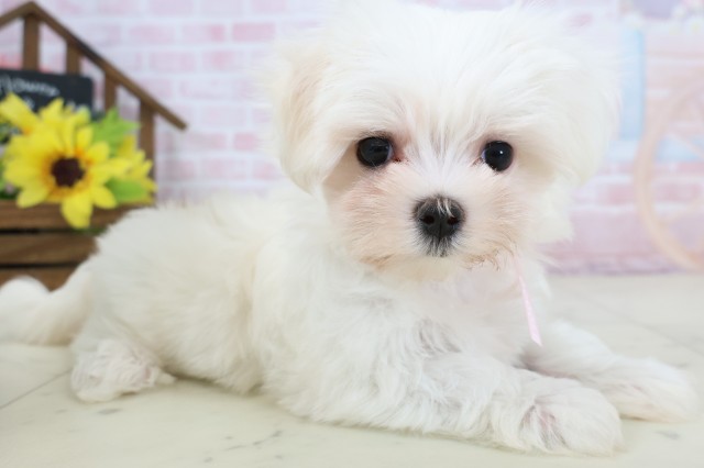 長崎県のマルチーズ (Coo&RIKU長崎浜町店/2026年2月18日生まれ/女の子/ホワイト)の子犬の2枚目の画像