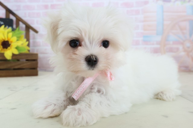 長崎県のマルチーズ (Coo&RIKU長崎浜町店/2026年2月18日生まれ/女の子/ホワイト)の子犬の3枚目の画像