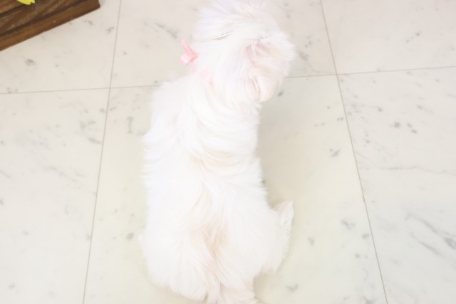 長崎県のマルチーズ (Coo&RIKU長崎浜町店/2026年2月18日生まれ/女の子/ホワイト)の子犬の4枚目の画像