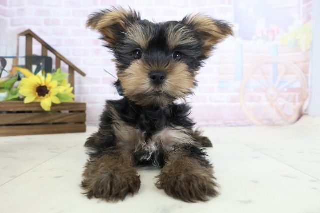 ヨークシャーテリア