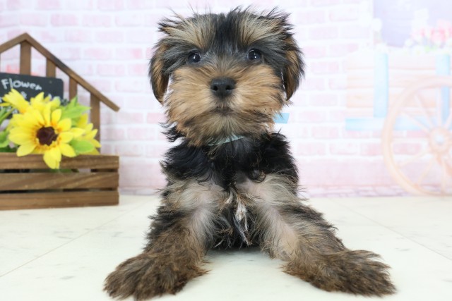 ヨークシャーテリア