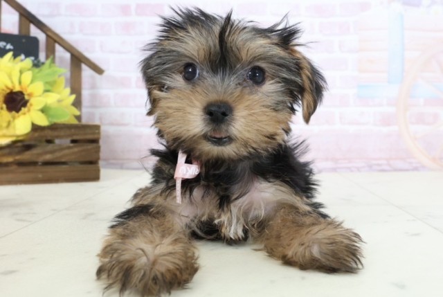 ヨークシャーテリア