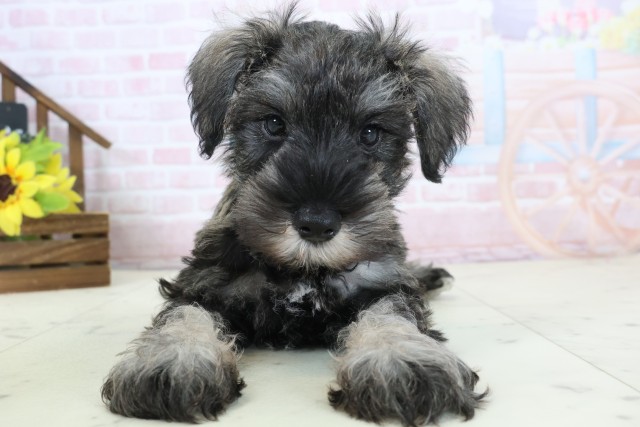 ミニチュア・シュナウザー