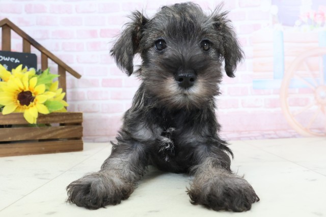 ミニチュア・シュナウザー