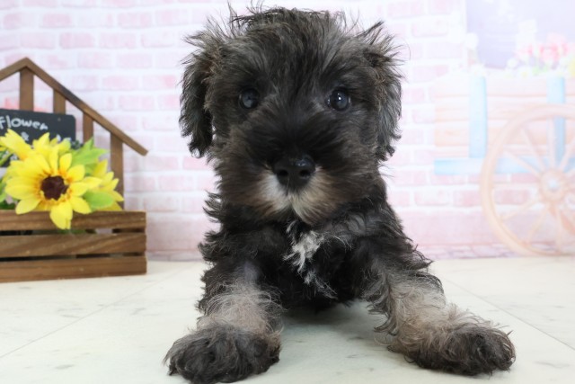 ミニチュア・シュナウザー