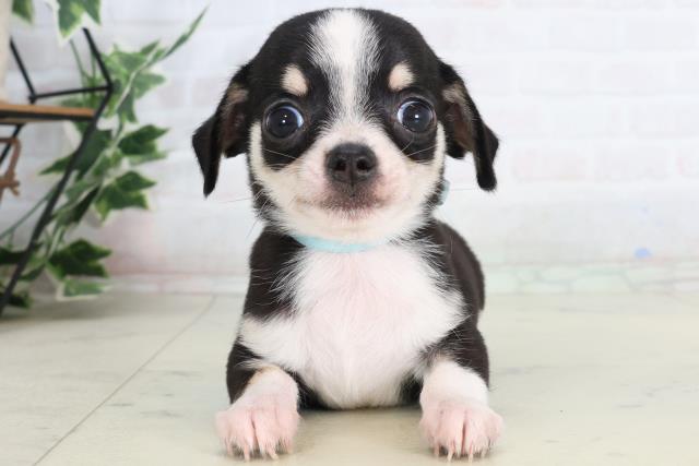 チワワ（スムースコート）