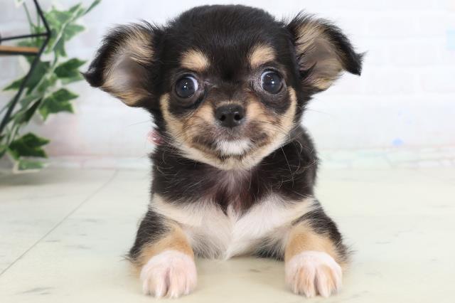 長崎県のチワワ(ロング) (Coo&RIKU長崎佐世保店/2026年2月16日生まれ/女の子/ブラックタンホワイト)の子犬の1枚目の画像