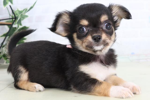 長崎県のチワワ(ロング) (Coo&RIKU長崎佐世保店/2026年2月16日生まれ/女の子/ブラックタンホワイト)の子犬の2枚目の画像