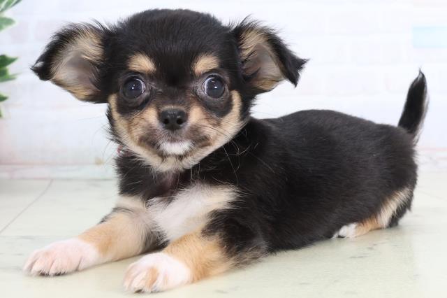 長崎県のチワワ(ロング) (Coo&RIKU長崎佐世保店/2026年2月16日生まれ/女の子/ブラックタンホワイト)の子犬の3枚目の画像