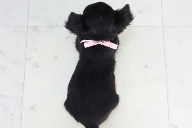 長崎県のチワワ(ロング) (Coo&RIKU長崎佐世保店/2026年2月16日生まれ/女の子/ブラックタンホワイト)の子犬の4枚目の画像